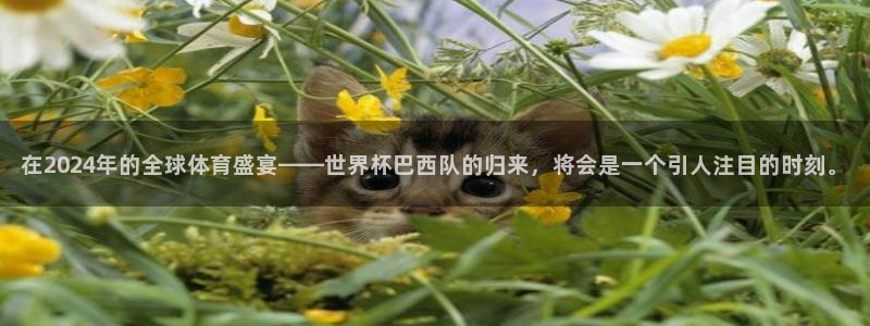 2026世界杯预选赛：在2024年的全球体育盛宴——世界杯巴西队的归来，将会是一个引人注目的时刻。